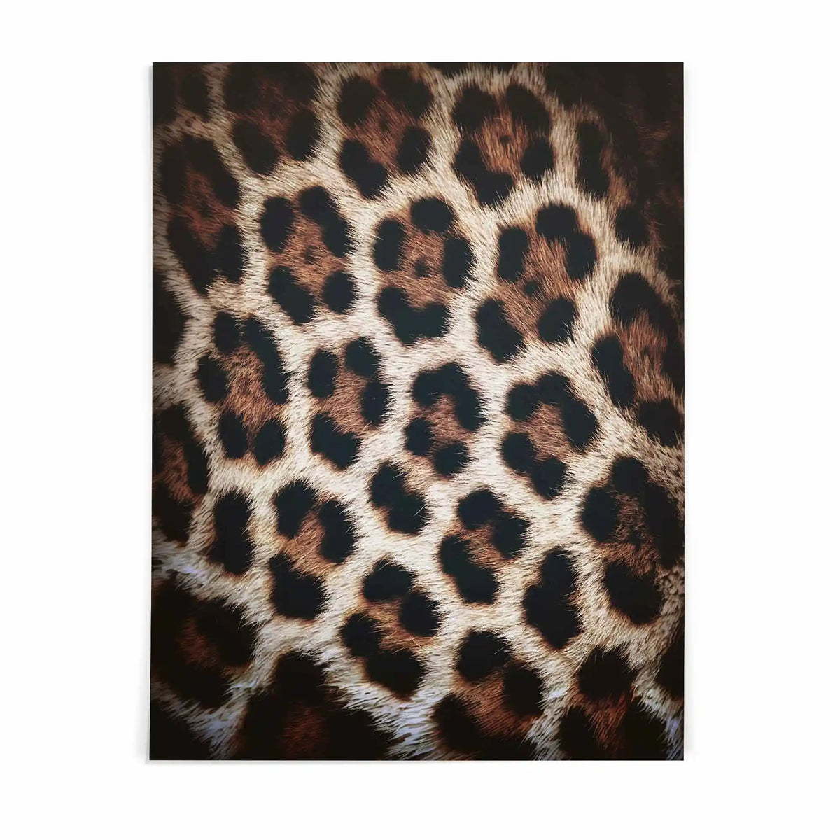 Leopard fashion wall art featuring luxury animal print in leopard brown, camel, cream and black for stylish contemporary interiors | After Hours Gallery